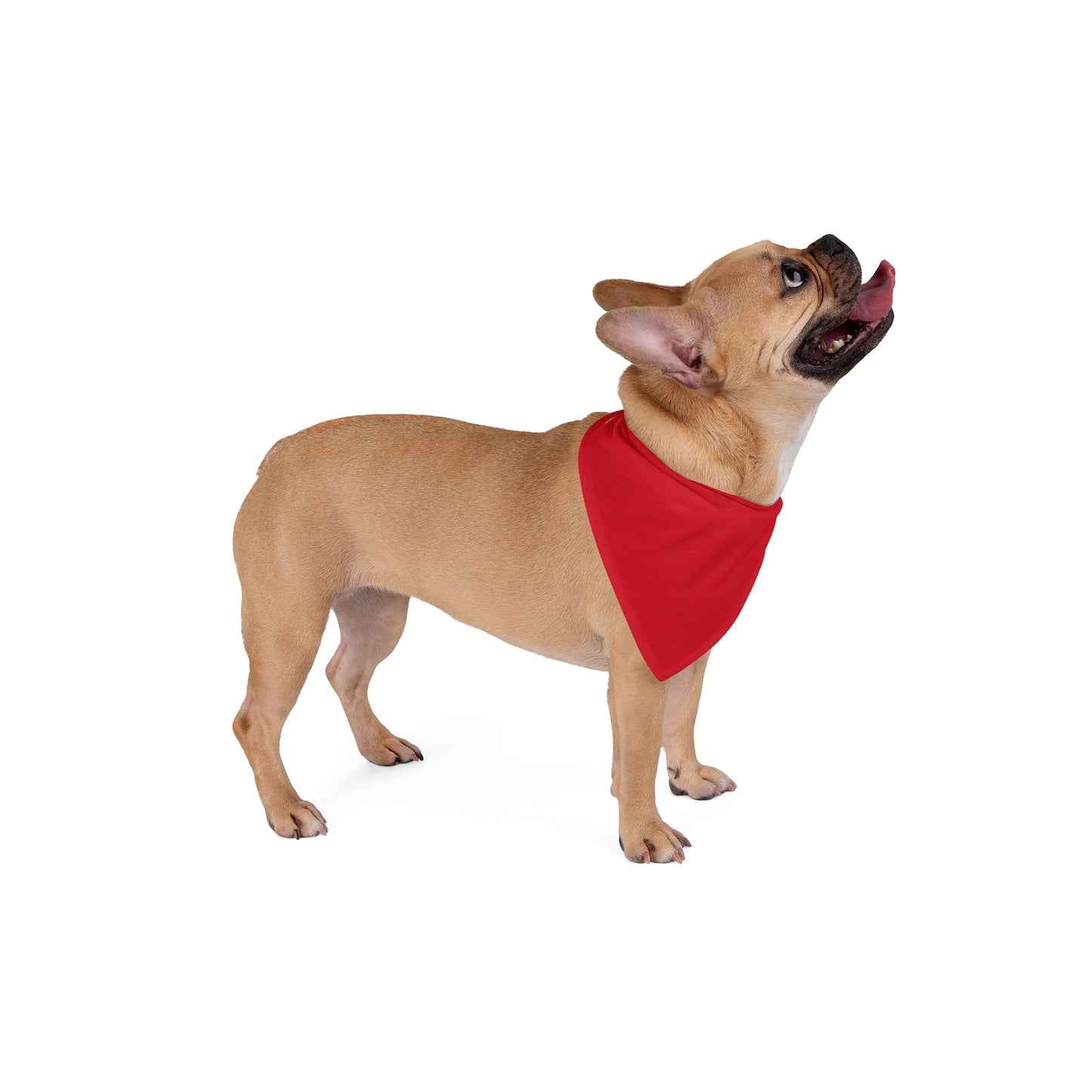 FIRST PRESS - PETS - BANDANA - "Cardinal Heart"