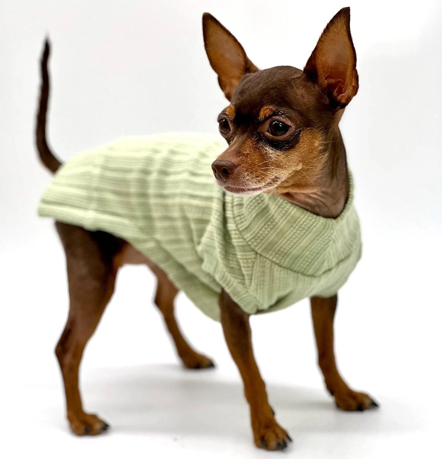 FIRST PRESS - PETS - URBAN CORE COLLECTION - Urban Core Knit