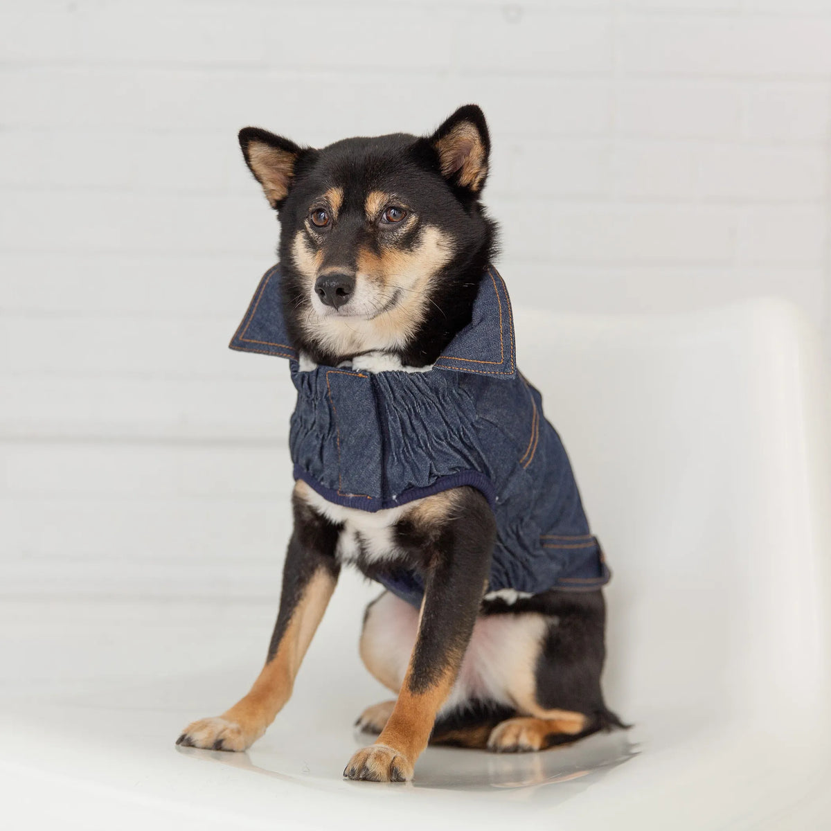FIRST PRESS - PETS - URBAN CORE ADVENTURE COLLECTION - Denim Jacket