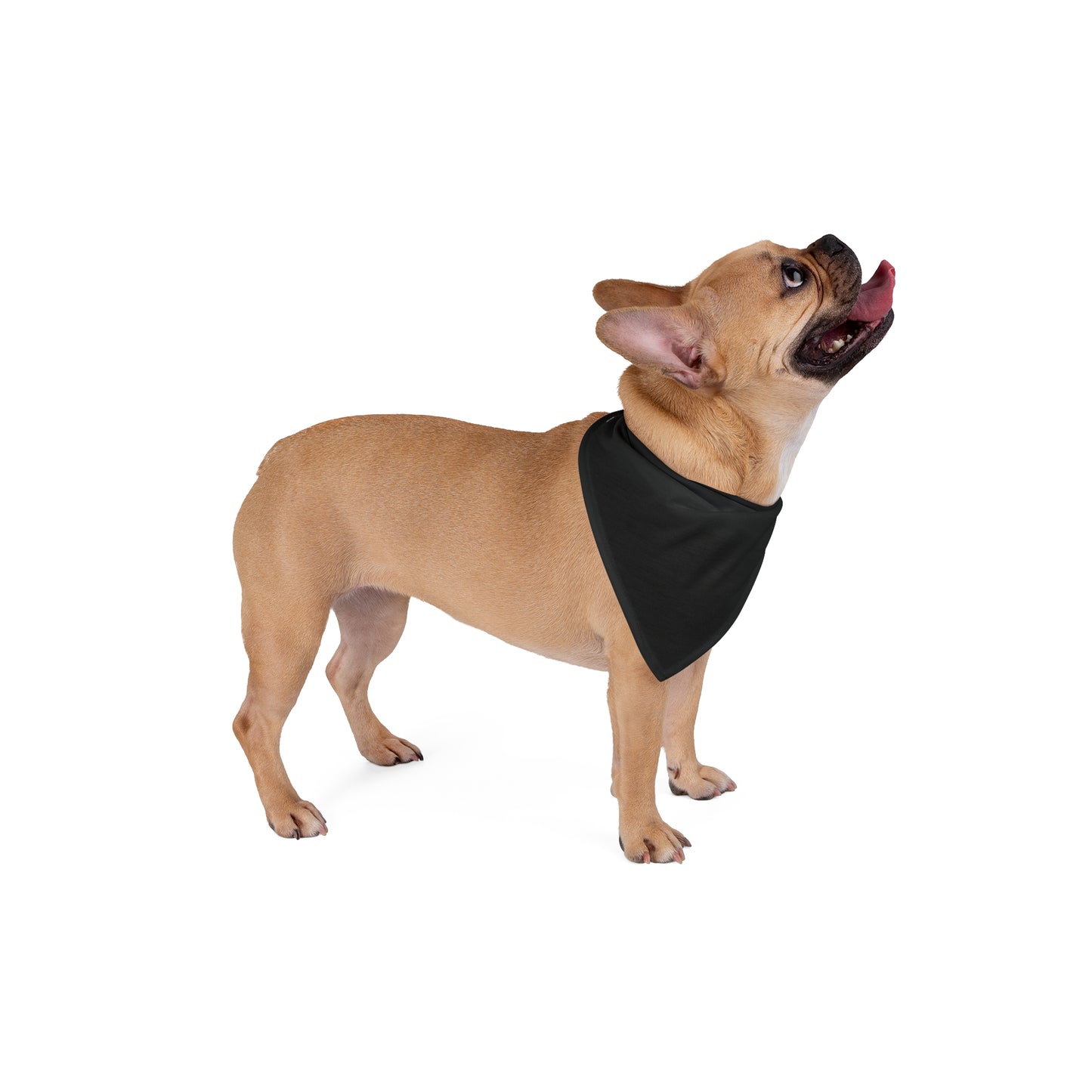FIRST PRESS - PETS - BANDANA - "Ink Black"