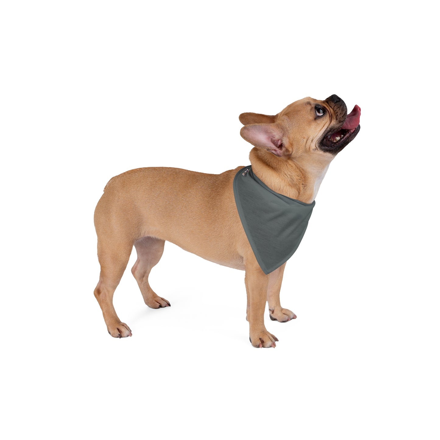 FIRST PRESS - PETS - BANDANA - "Shadow Sunday"
