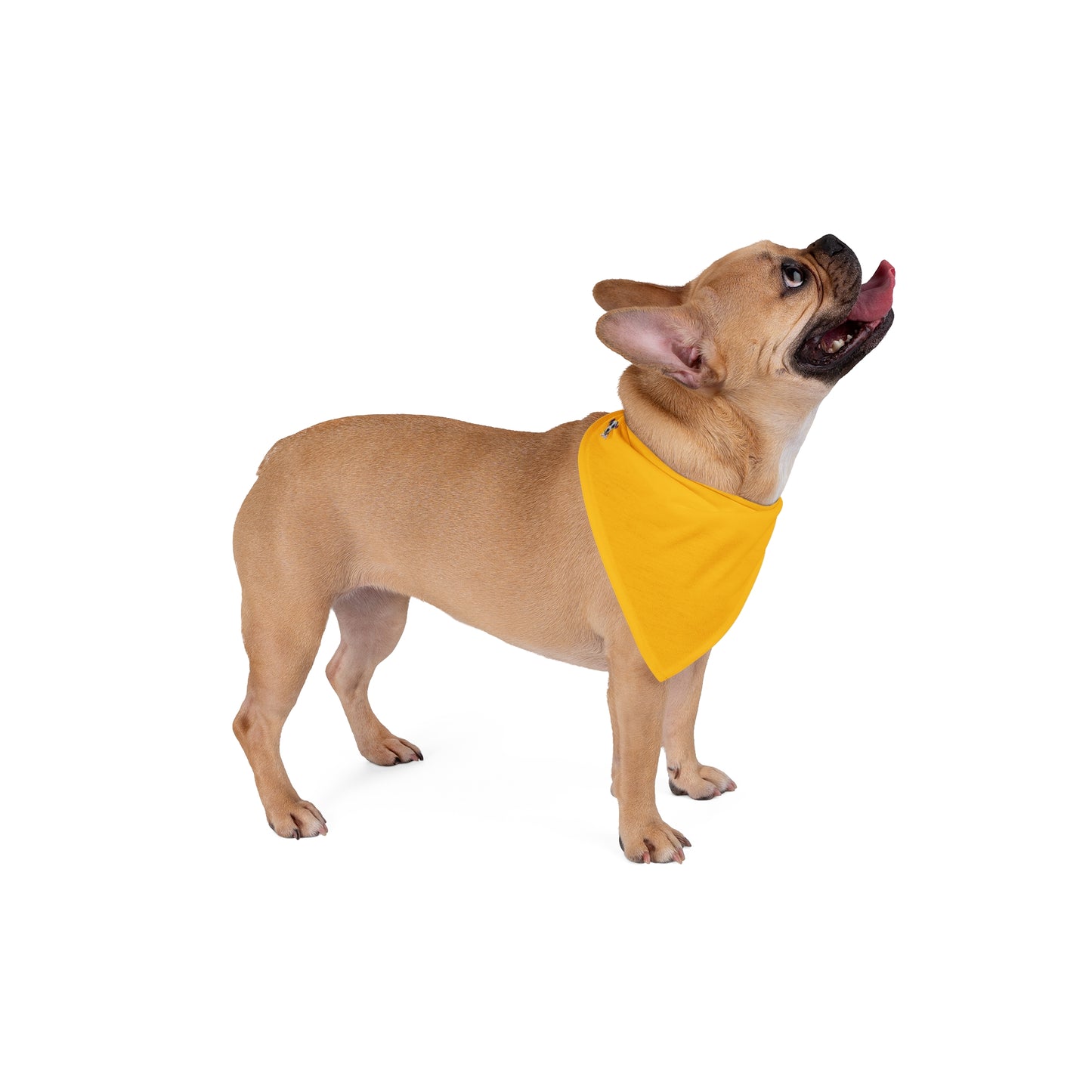 FIRST PRESS - PETS - BANDANA - "Golden Press"